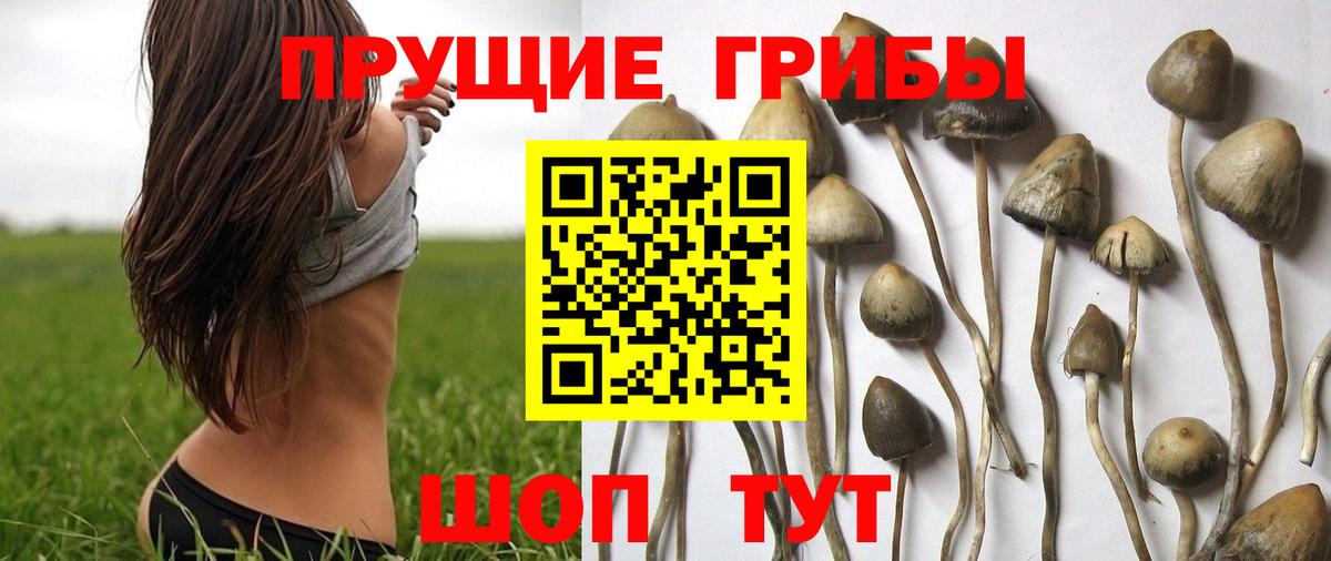 где продают наркотики  Псилоцибиновые грибы Psilocybe  Азов  Вход с VPN  Галлюциногенные грибы Cubensis 